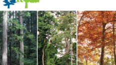 Forêts du Monde - Coffret pédagogique       