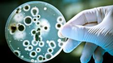 Les infections alimentaires