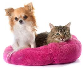 Assurance santé chien-chat en 15 questions-réponses