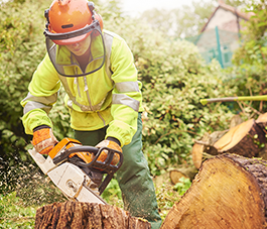 Les travaux de la forêt expliqués aux enfants