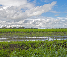 Directive nitrates, la Commission européenne organise une consultation publique