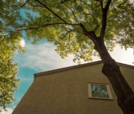 Les règles applicables aux arbres, aux arbustes et aux arbrisseaux