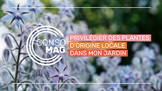 Privilégier des plantes d'origine locale dans mon jardin avec l'Office français de la biodiversité