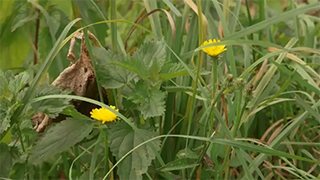 Finis les pesticides : jardinez au naturel